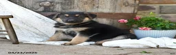 German Shepherd dogs for sale: Todd - Ad 3