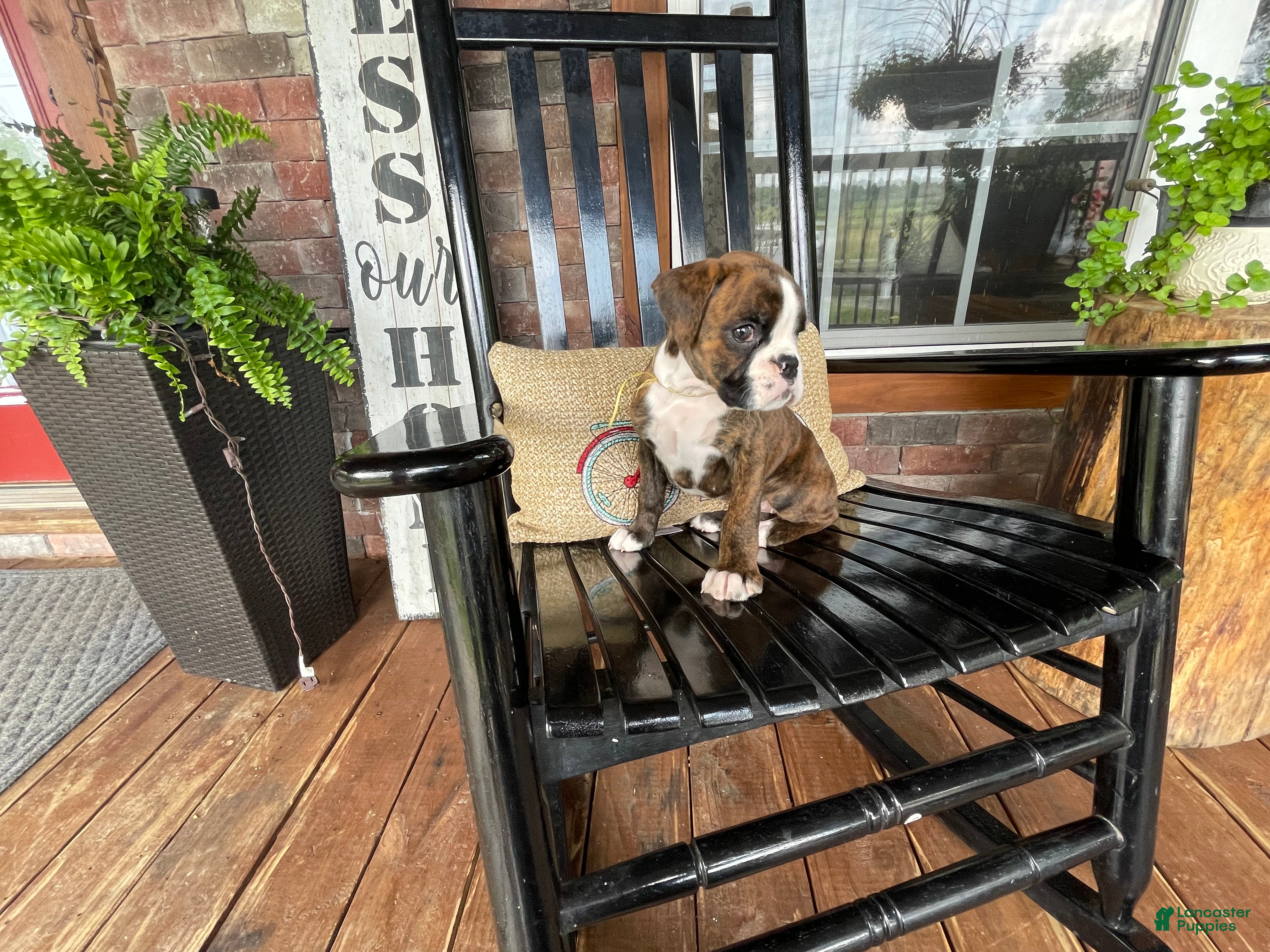 Boxer dogs Yellow - Ad 2