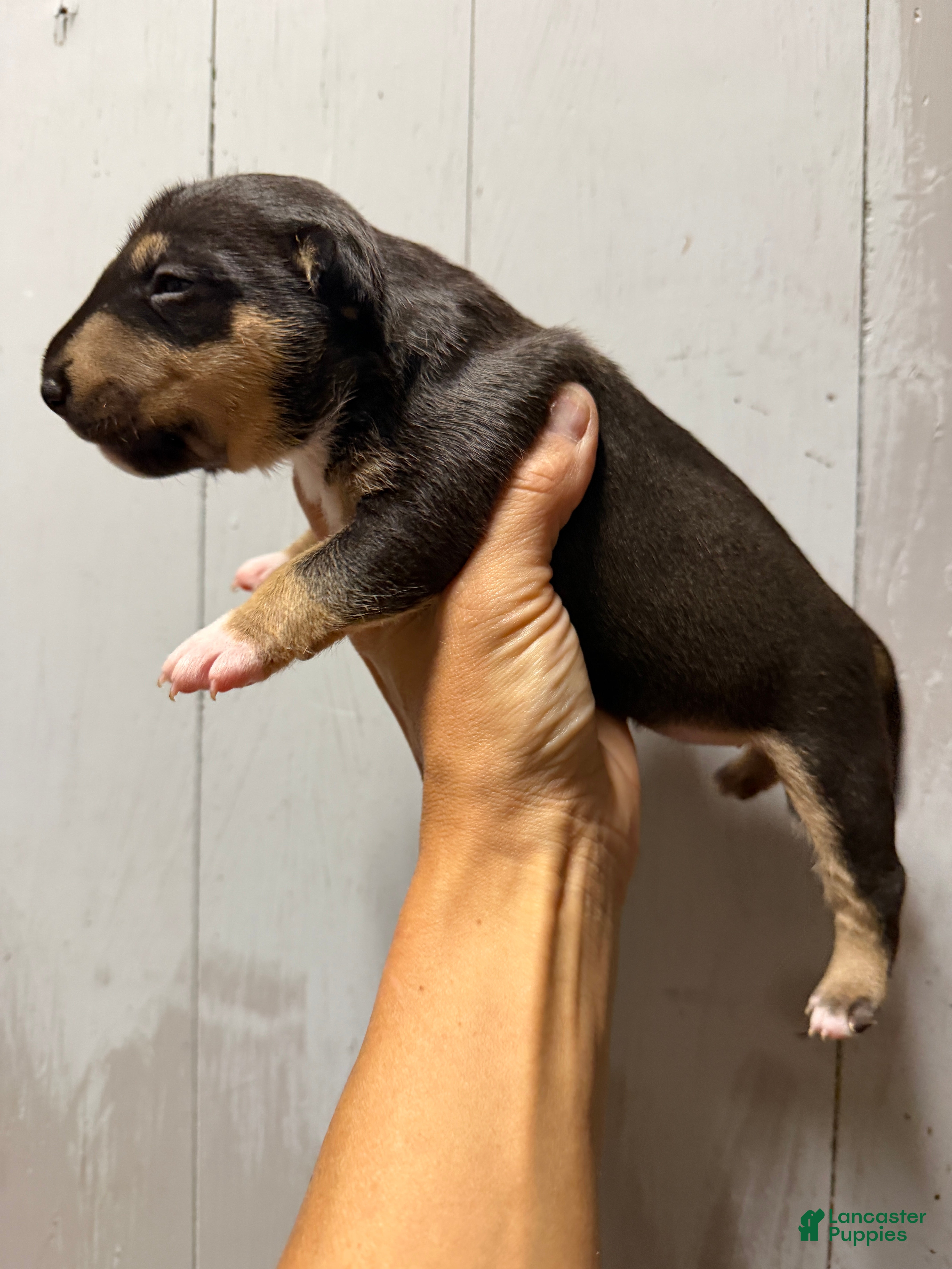 Miniature Bull Terrier dogs Athena  - Ad 1