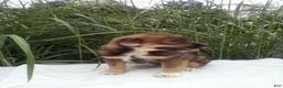 Miniature Australian Shepherd dogs for sale: Lila - Ad 3