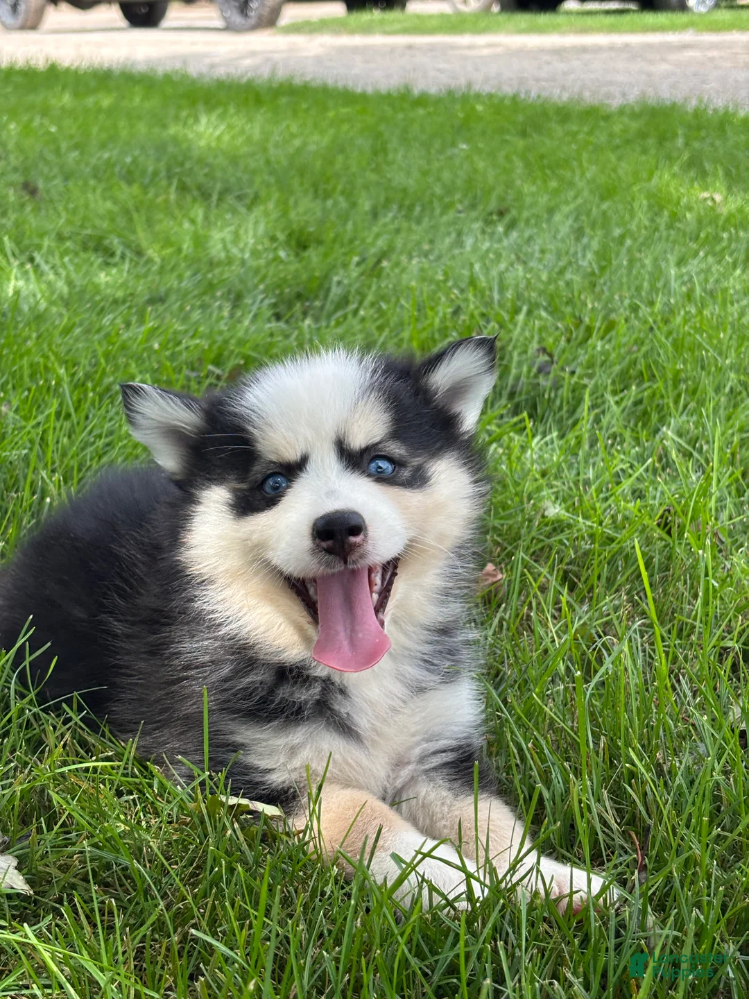 Pomsky dogs for sale: Doris - Ad 3