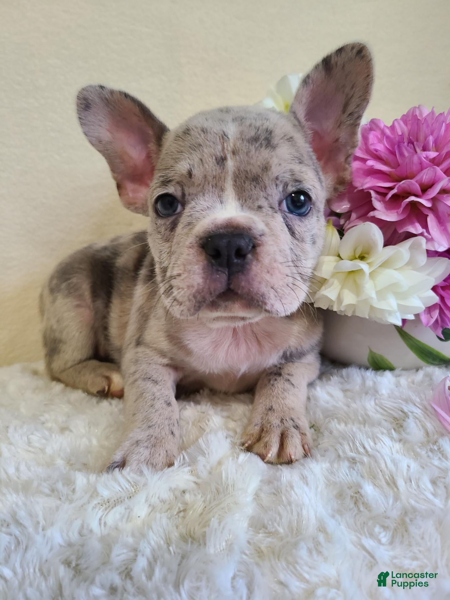 Frenchton dogs Micky - Ad 1