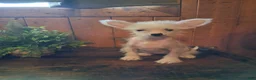 Chinese Crested dogs for sale: Pixie - Ad 5