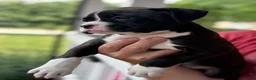 Boxer dogs for sale: Kinney - Ad 5