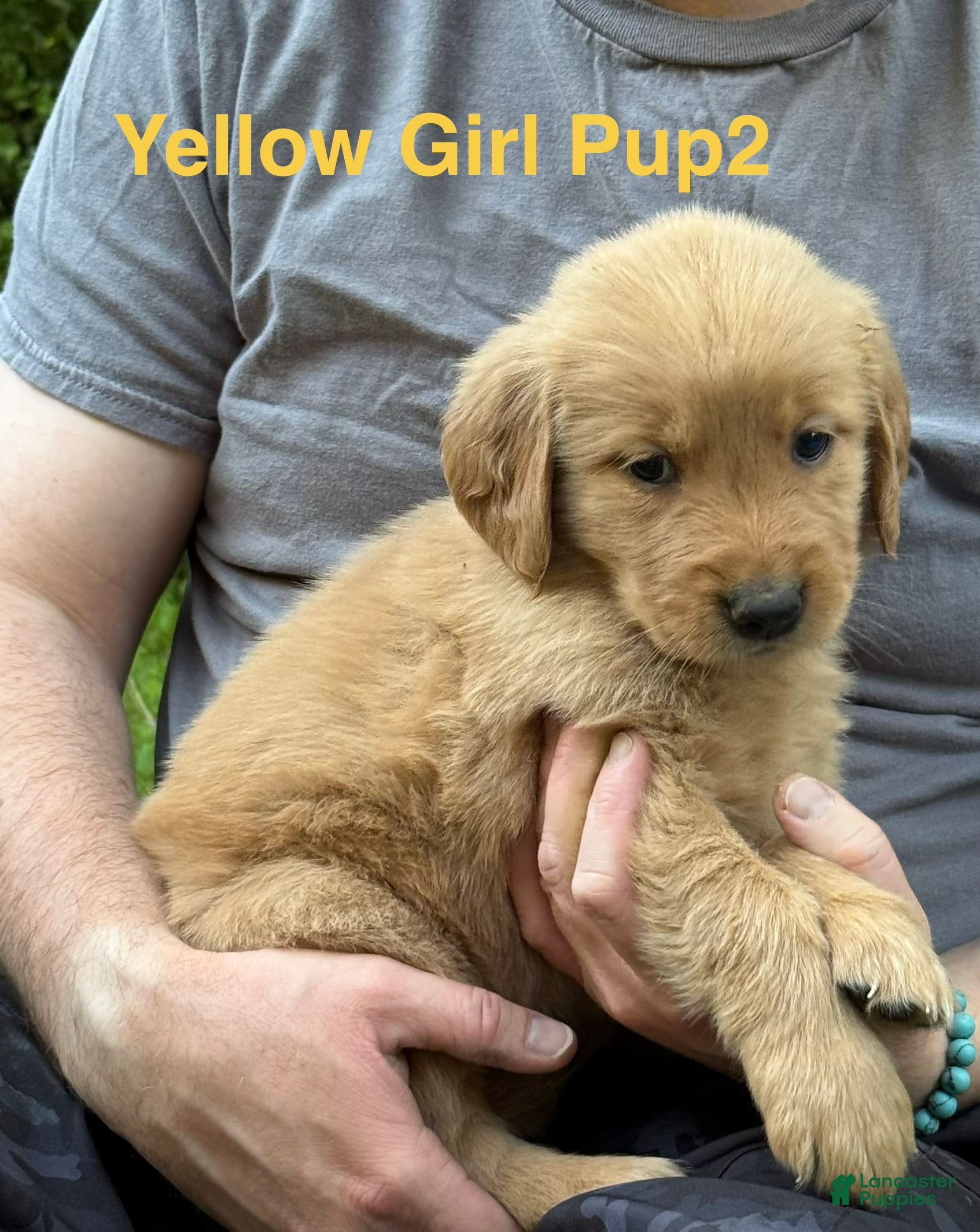 Golden Retriever dogs Yellow Girl - Ad 2
