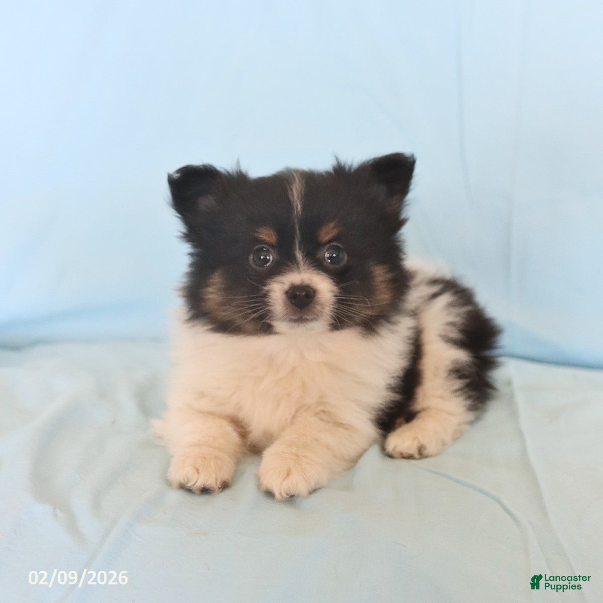 Pomeranian dogs Lonnie - Ad 4