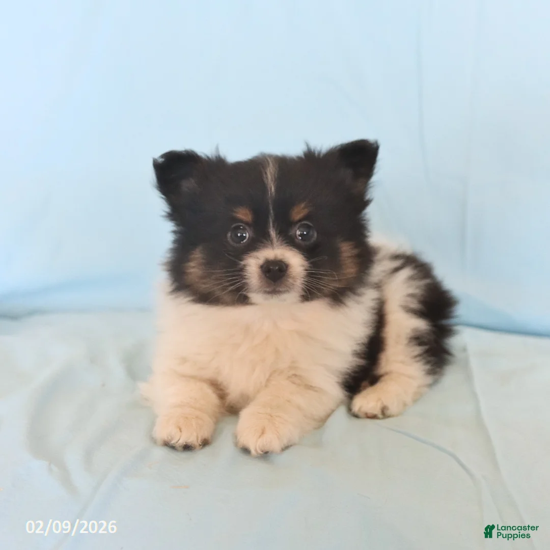 Pomeranian dogs for sale: Lonnie - Ad 1