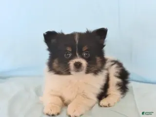 Pomeranian dogs Lonnie - Ad 4
