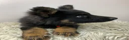 German Shepherd dogs for sale: Fizz - Ad 9