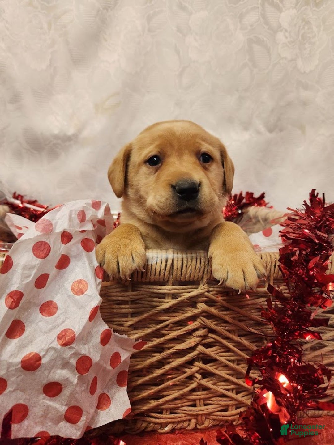Labrador Retriever dogs for sale: Lilac - Ad 2