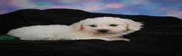 Bichon Frise dogs for sale: Jimmy - Ad 5