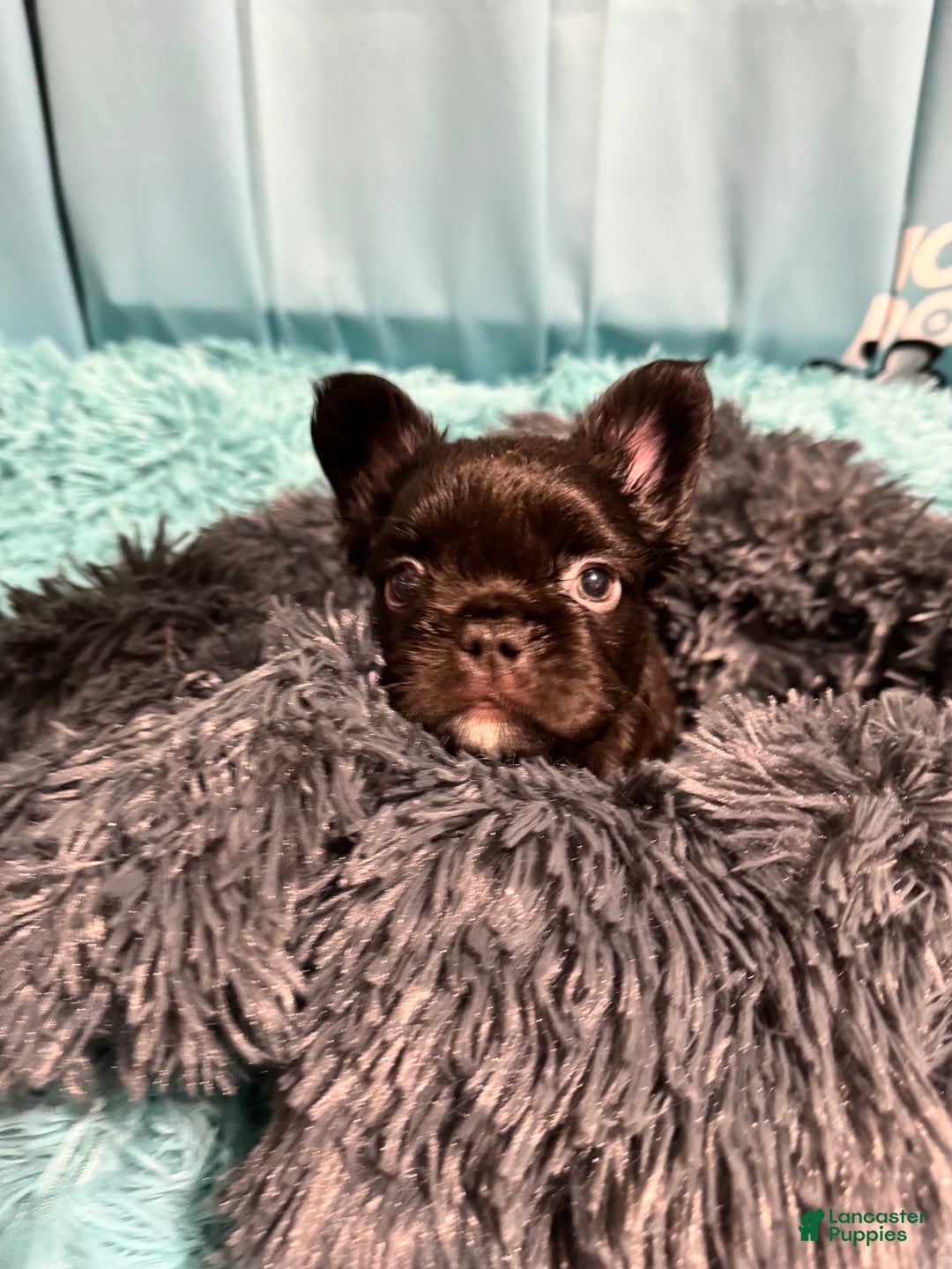 French Bulldog dogs for sale: Nacho - Ad 5