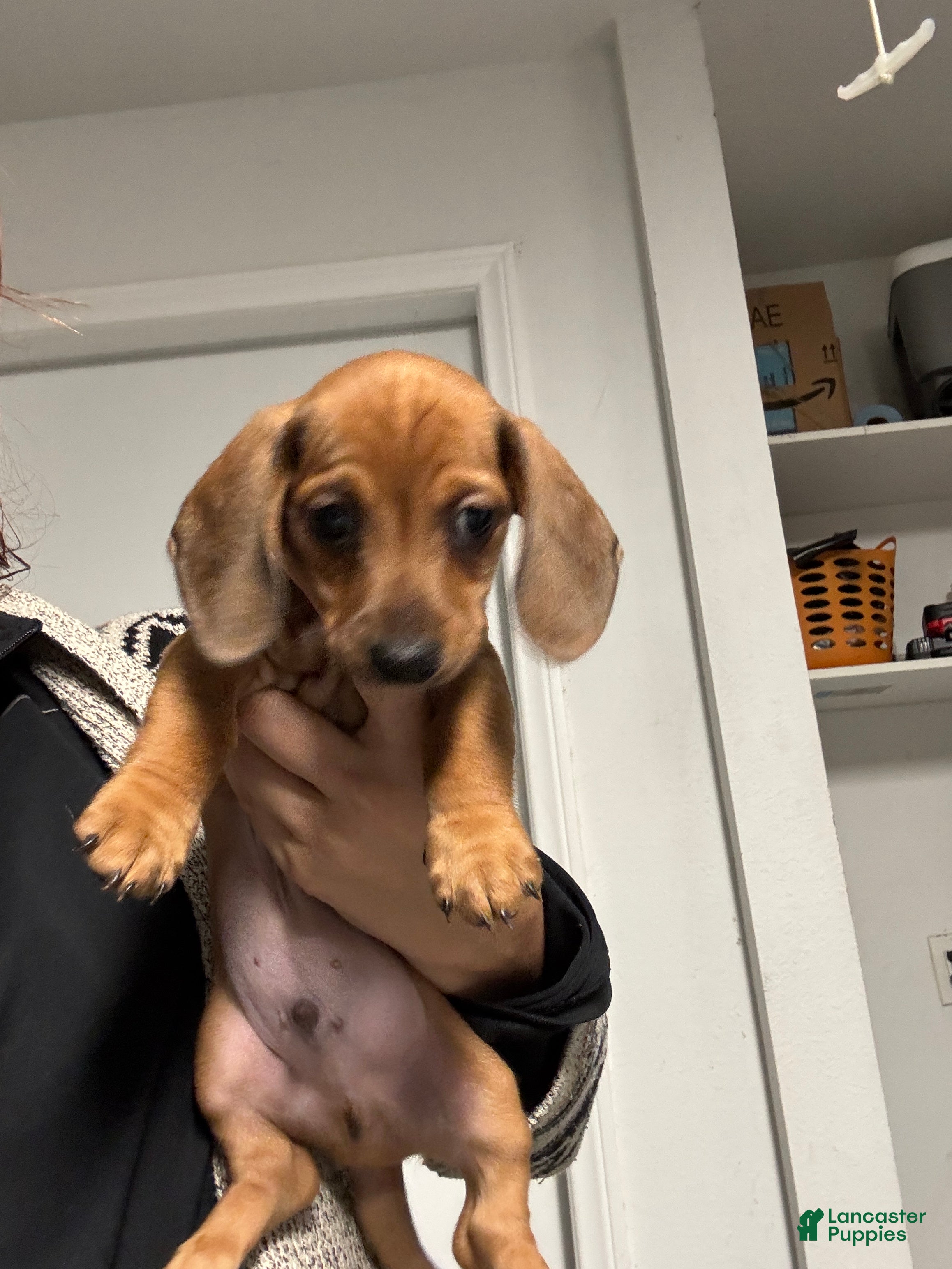 Dachshund dogs Dachshund Puppy 1 - Ad 2