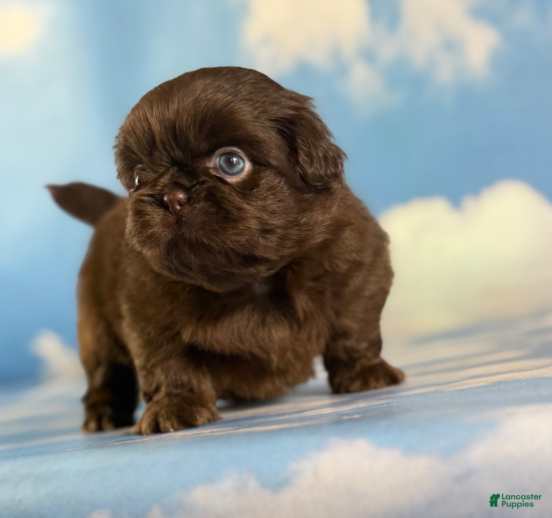 Pekingese dogs AKC Joco Chocolate DNA OFA  - Ad 1