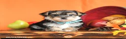 Morkie dogs for sale: Charlie - Ad 1
