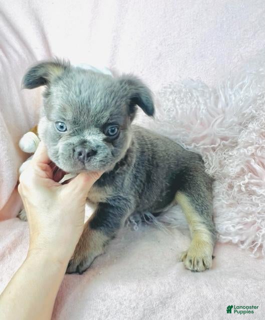 French Bulldog dogs MIni Fluffy French Bulldog Puppy  - Ad 8