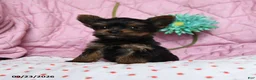 Yorkshire Terrier dogs for sale: Nutmeg - Ad 5