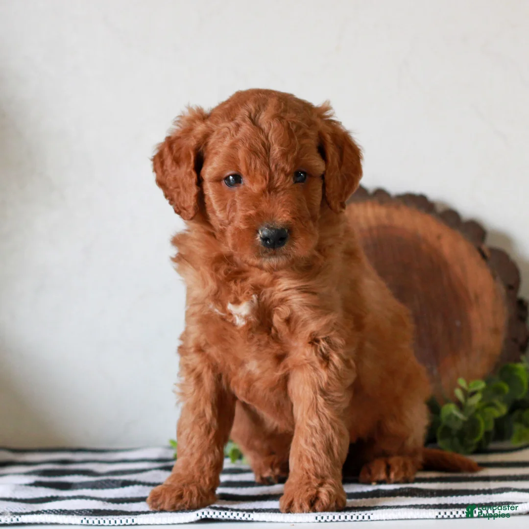 Mini Goldendoodle dogs for sale: Abe  - Ad 2