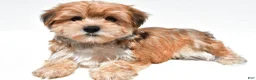 Morkie dogs for sale: Magic - Ad 7
