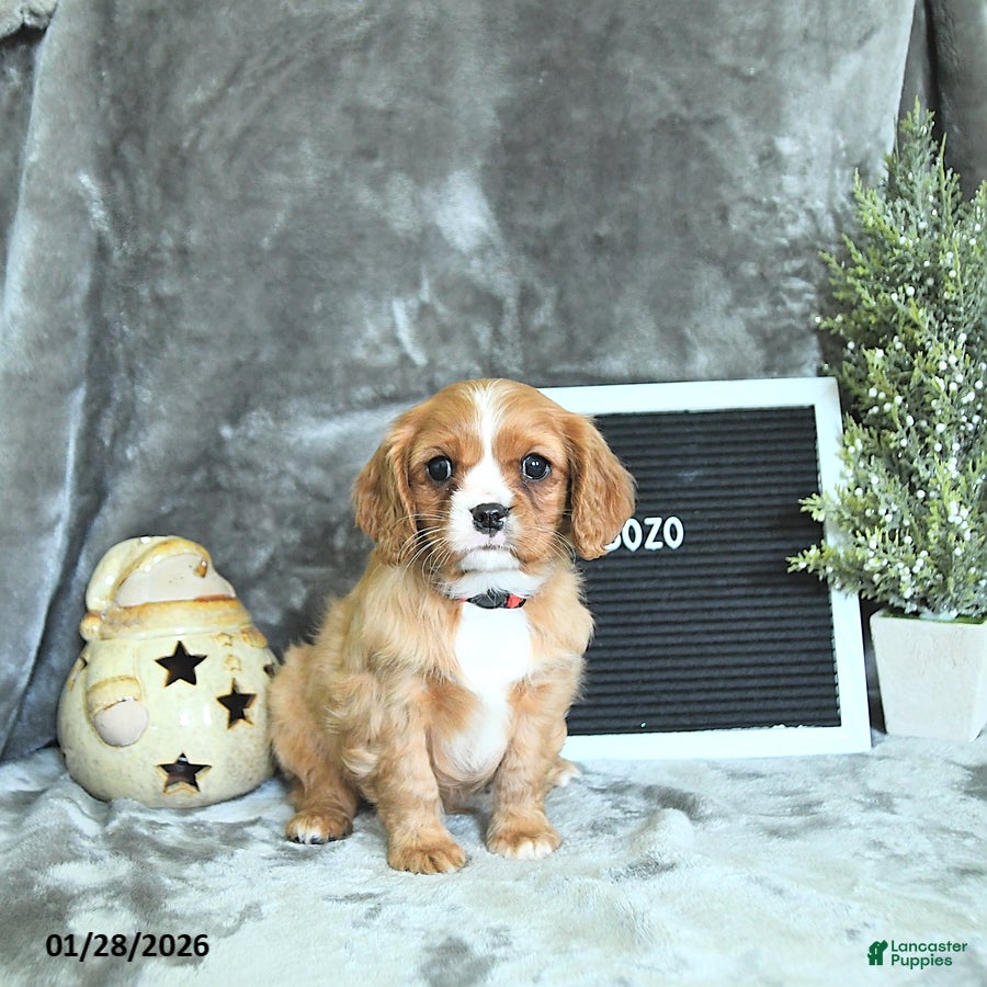 Cavalier King Charles Spaniel dogs Bozo - Ad 8