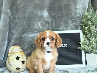 Cavalier King Charles Spaniel dogs Bozo - Ad 8