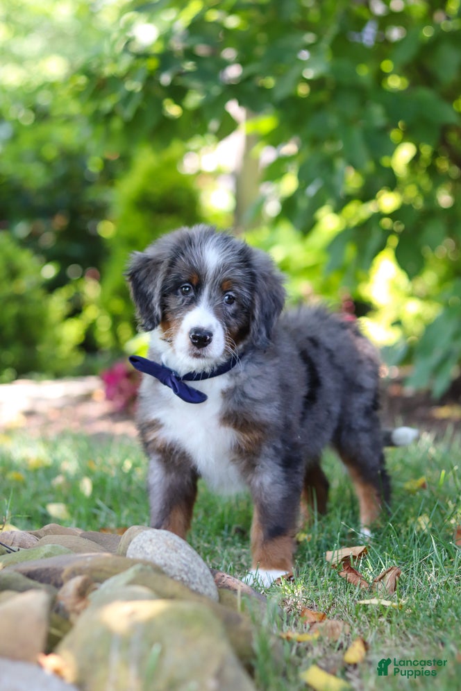 Mini Bernedoodle dogs Easton - Ad 2