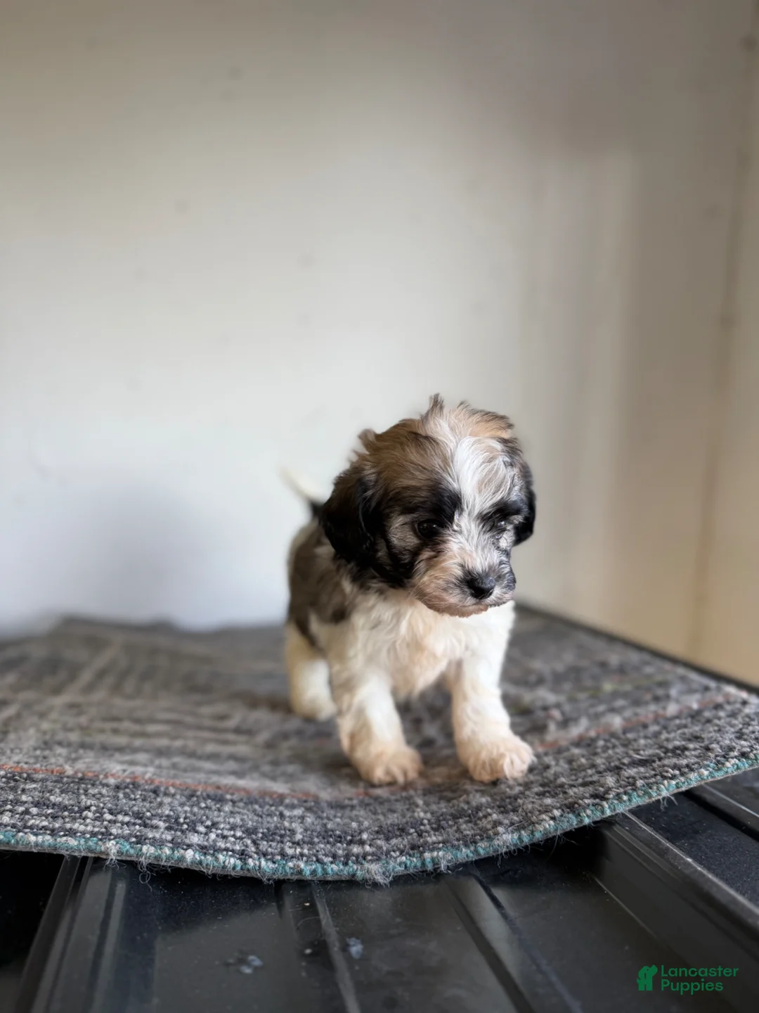 Shihpoo dogs for sale: Nick  - Ad 2