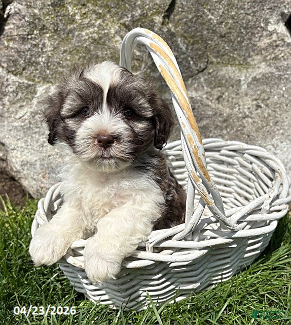 Havanese dogs Asher - Ad 2