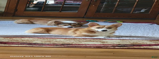 Coco