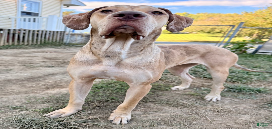 Gallery Image {{count}}