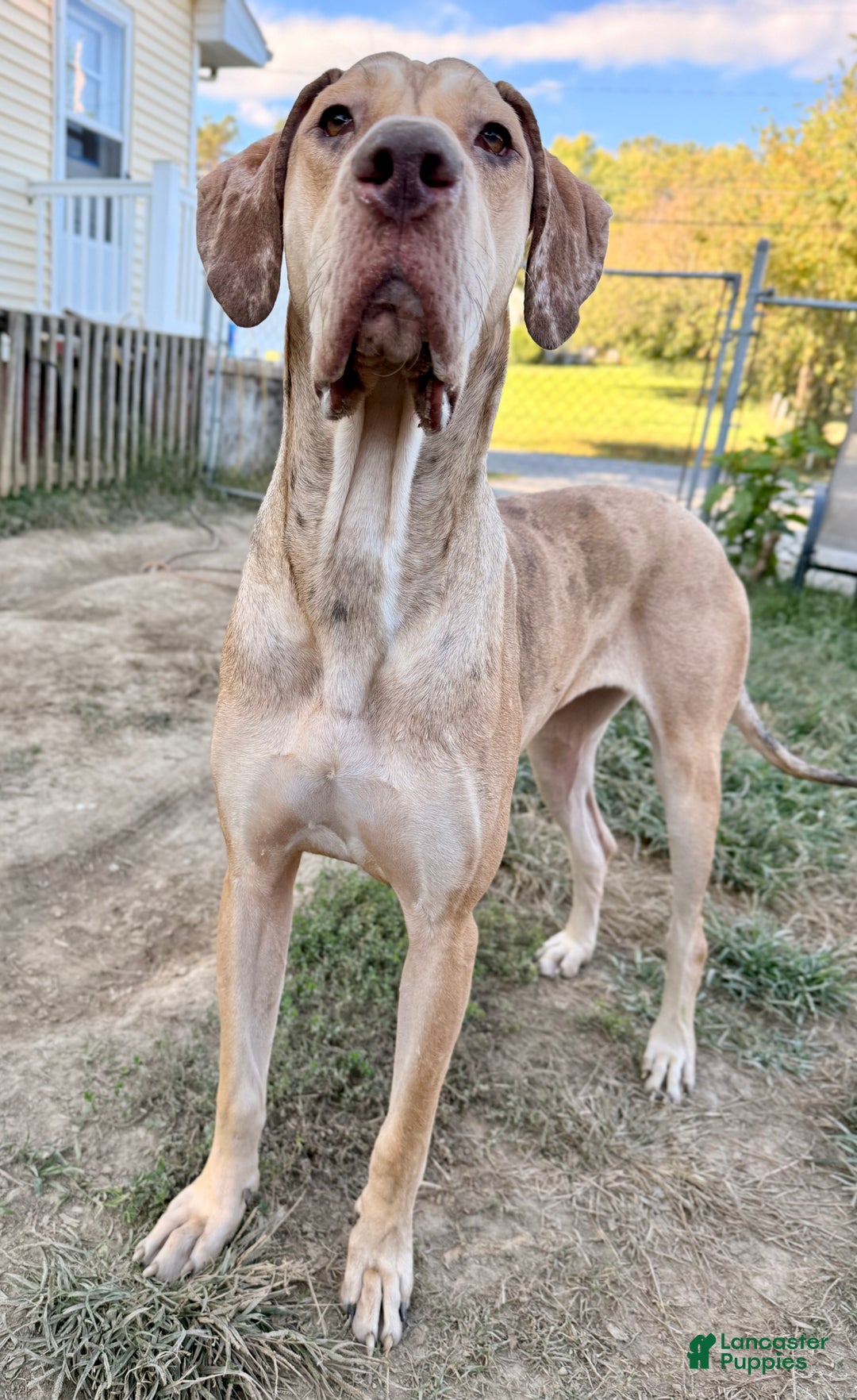 Gallery Image {{count}}