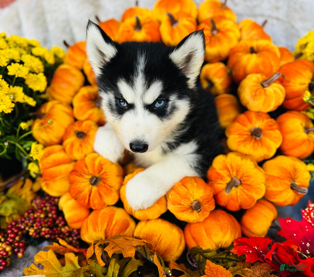 Siberian Husky dogs for sale: Siberian Husky Puppy 2 - Ad 2