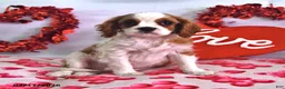 Cavalier King Charles Spaniel dogs for sale: Knight  - Ad 1