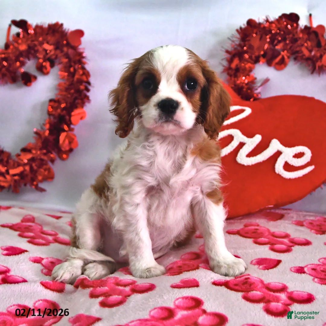 Cavalier King Charles Spaniel dogs for sale: Knight  - Ad 1