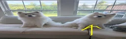 Samoyed dogs for sale: Ace - Ad 8