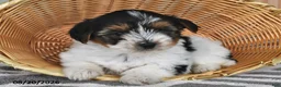Mixed Breed dogs for sale: Andrew - Ad 1