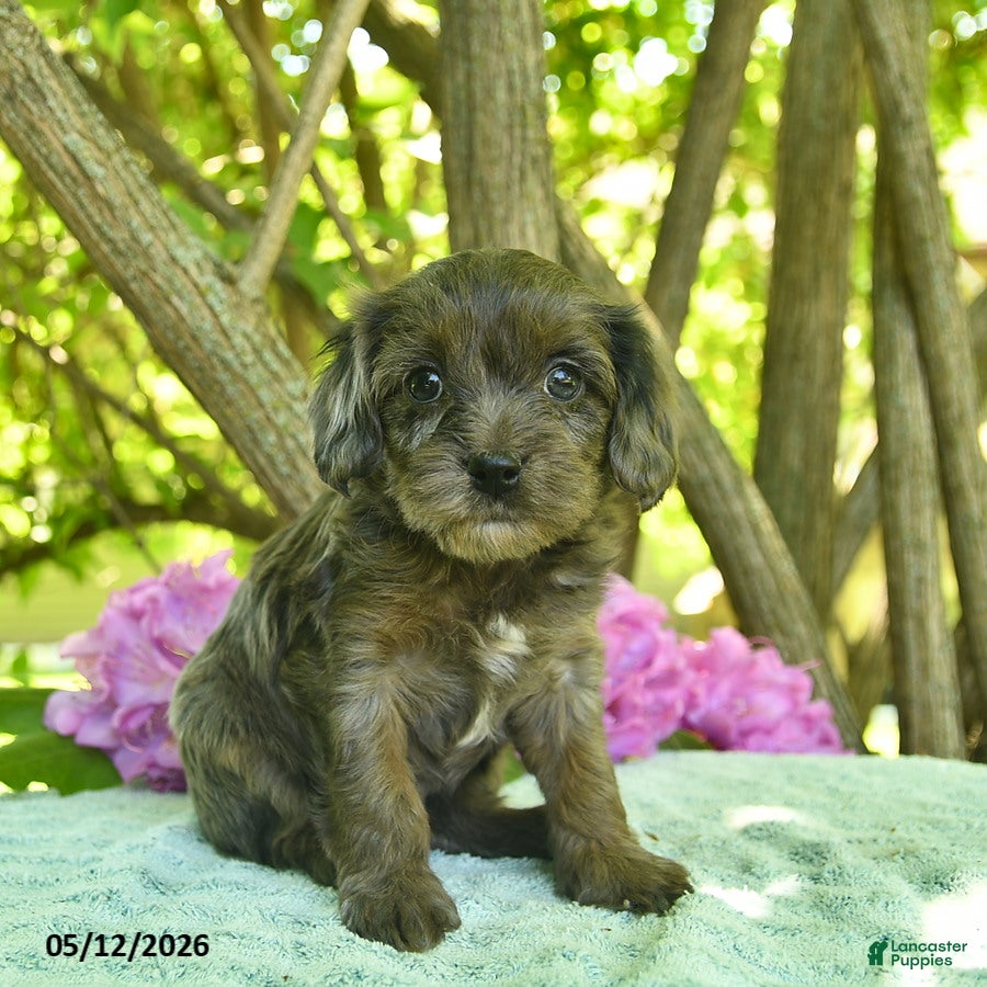 Cavapoo dogs Maple   - Ad 1
