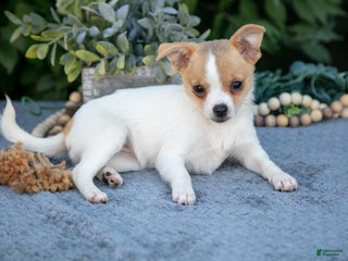 Chihuahua dogs - Ad 15