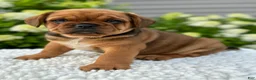 Mixed Breed dogs for sale: Hunter  - Ad 3