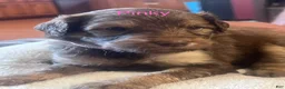 Aussiedoodle dogs for sale: Aussiedoodle 3 - Ad 9