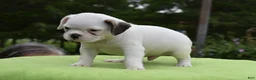Mixed Breed dogs for sale: Milo f1b Frenchton hybrid  - Ad 21