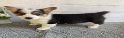 Welsh Corgi Pembroke dogs for sale: Penny - Ad 2