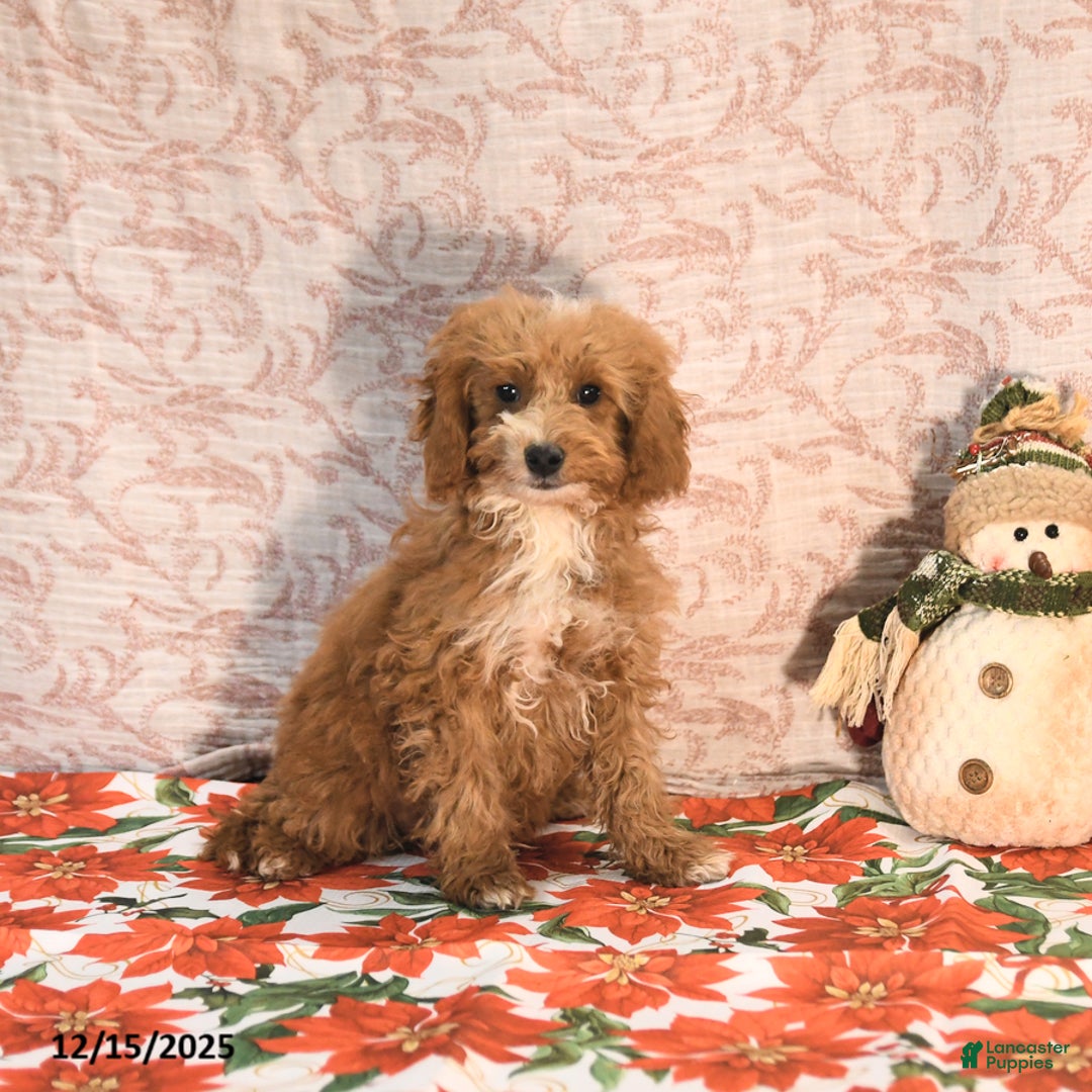 Cockapoo dogs for sale: Curtis - Ad 1