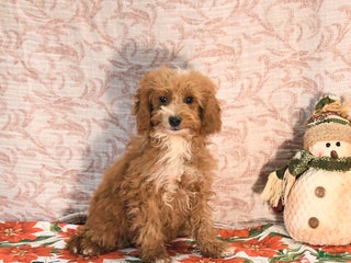 Cockapoo dogs Curtis - Ad 31
