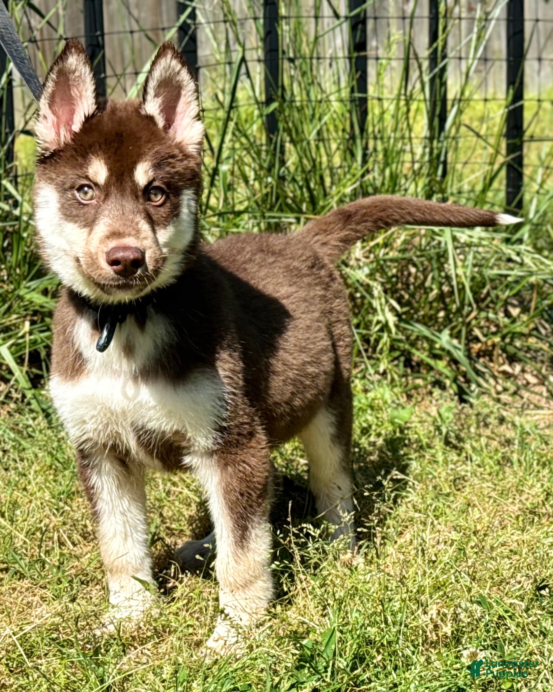 Siberian Husky dogs Quigley - Ad 16