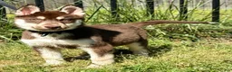 Siberian Husky dogs for sale: Quigley - Ad 2