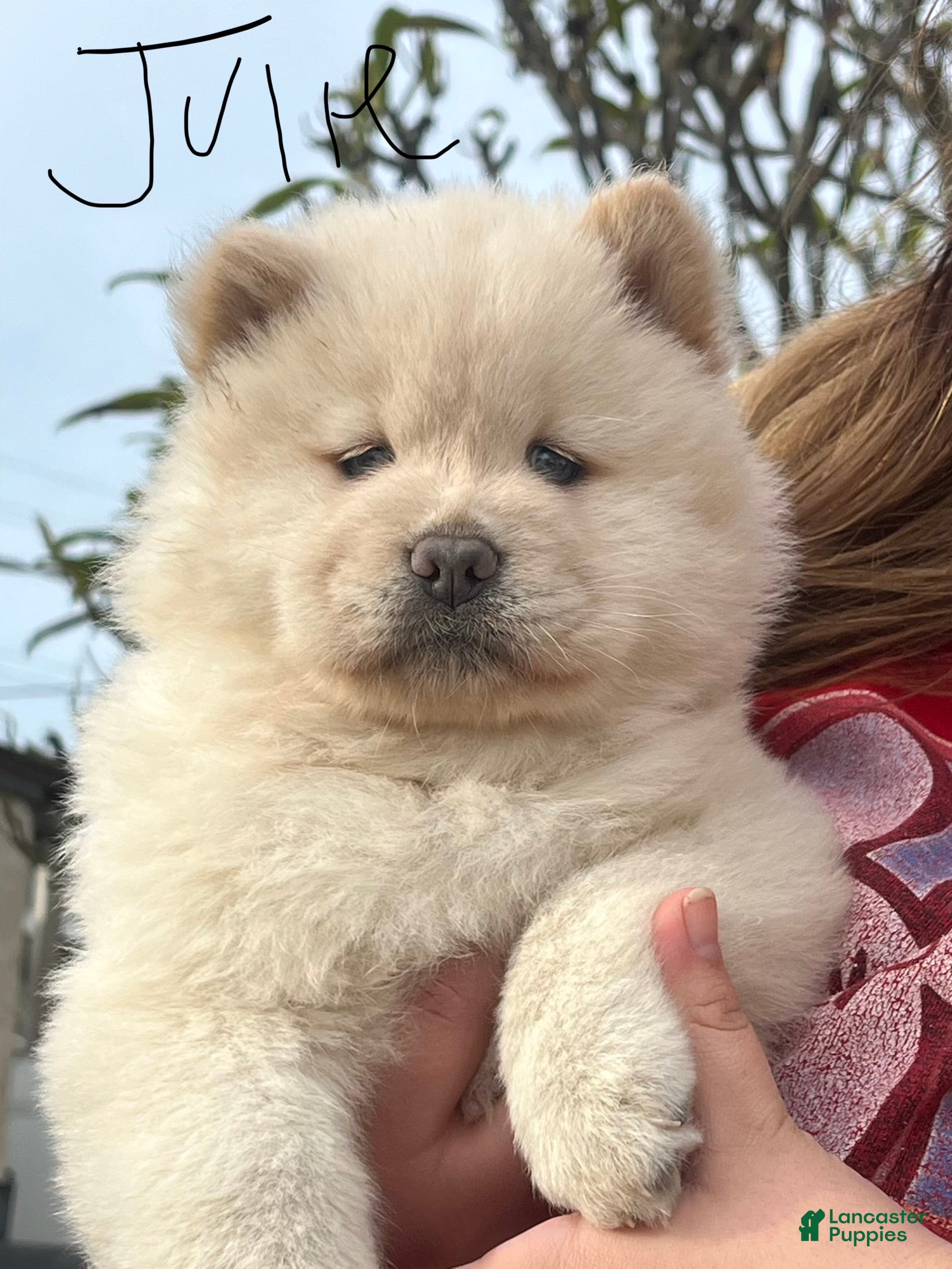 Chow Chow dogs Chow Chow Puppy 8 - Ad 3