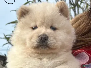 Chow Chow dogs Chow Chow Puppy 8 - Ad 3