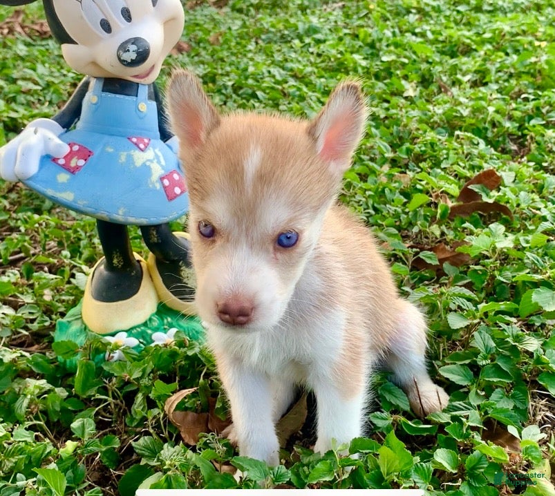 Siberian Husky dogs for sale: Siberian Husky 2 - Ad 16