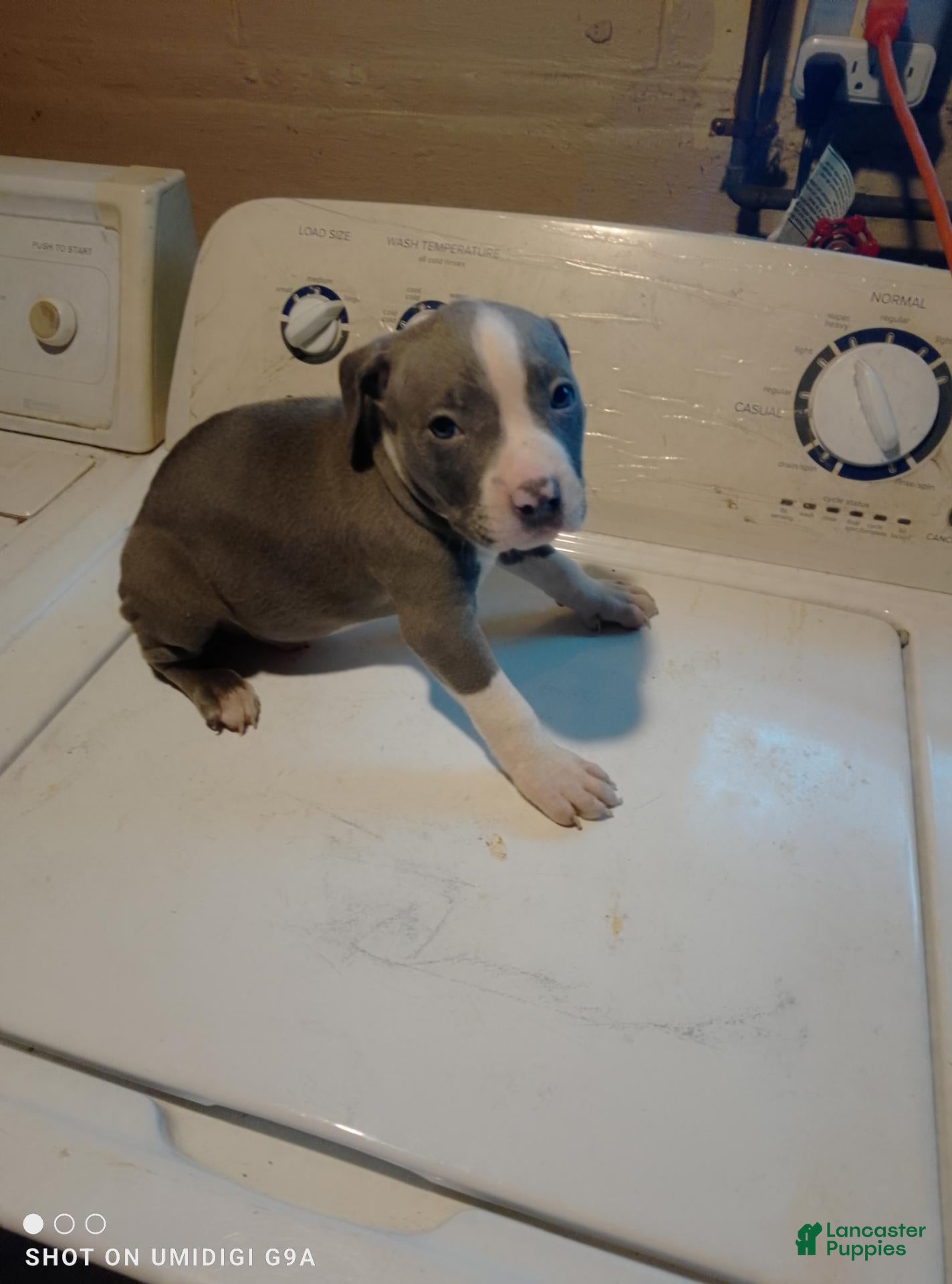 American Pit Bull Terrier dogs American Pit Bull Terrier 5 - Ad 26